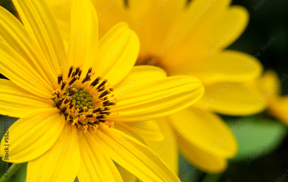 A closeup shot of beautiful yellow Helianthus tuberosus flowers. A closeup shot of beautiful yellow Helianthus tuberosus flowers.