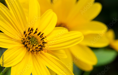 A closeup shot of beautiful yellow Helianthus tuberosus flowers.