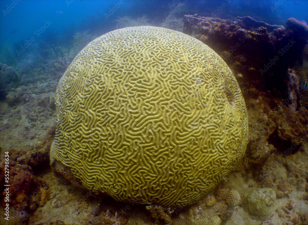 beautiful coral reef in the caribbean sea beautiful coral reef in the caribbean sea