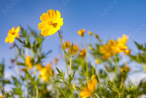 A cosmos caudatus is blooming. The colour fo the flower is yellow. It is called Bunga Kenikir in Indonesia.
