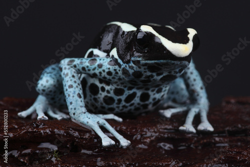 A Dyeing Dart Frog on a tree trunk 
