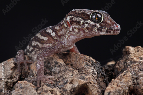 Portrait of an Ocelot Gecko against a black background 