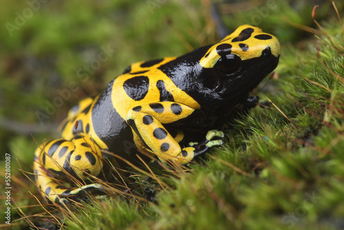 Portrait of a Yellow-banded Poison Dart Frog

