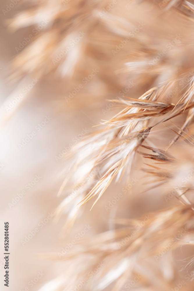 Phragmites pampas grass macro background. Phragmites pampas grass macro background.