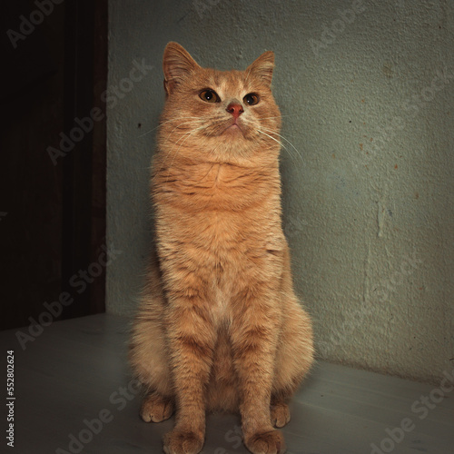 Obraz na płótnie Portrait of a young red cat. A beautiful red cat with orange eyes. w salonie