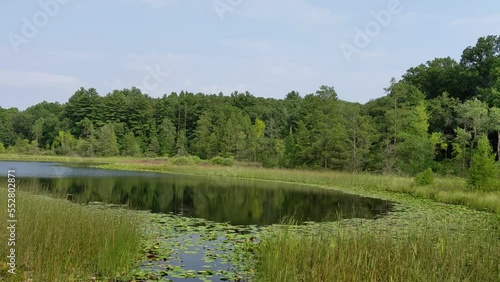 beautiful pond with lotus leaf in Pinckney  state Recreation Area in Michigan photo