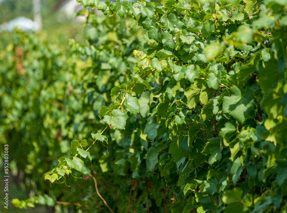 Vine in the summer ready to be harvested. Green leaves on vine in Romania.Great wines come from good vine and good soil. Dealu Mare best vine. Vine in the summer ready to be harvested. Green leaves on vine in Romania.Great wines come from good vine and good soil. Dealu Mare best vine.
