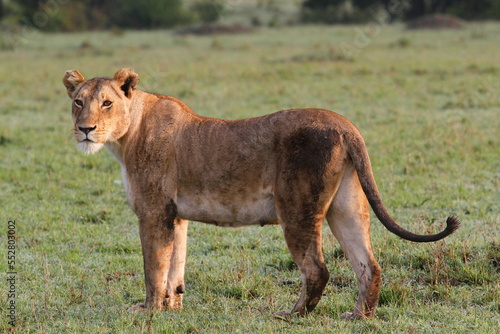 Lioness walking slowly across grassland. Large herd of topis at backgound photo