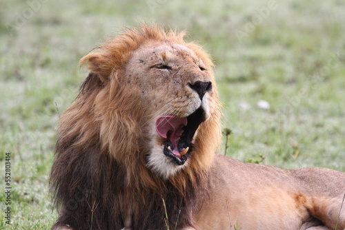 Portrait of a yawning lion with dark mane  closeup