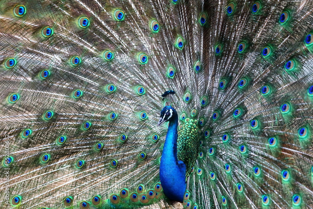 Naklejka premium 羽を広げたインドクジャク