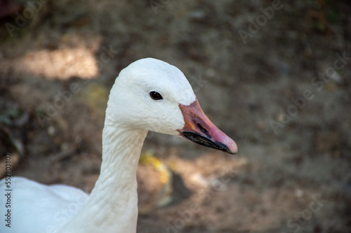 A lone white goose looks away