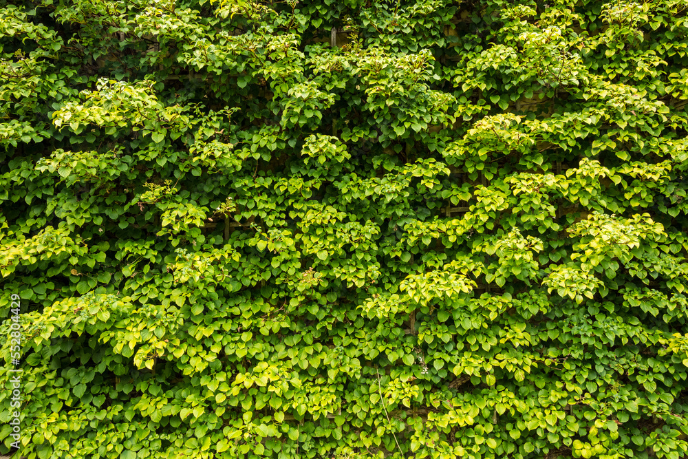 Ivy wall texture for background, wallpaper Ivy wall texture for background, wallpaper