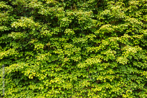 Ivy wall texture for background, wallpaper