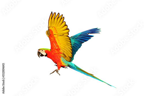 Colorful Harlequin macaw flying isolated on transparent background png file