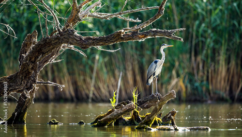 Tableau sur toile A grey heron in the wilderness of the Danube Delta in Romania