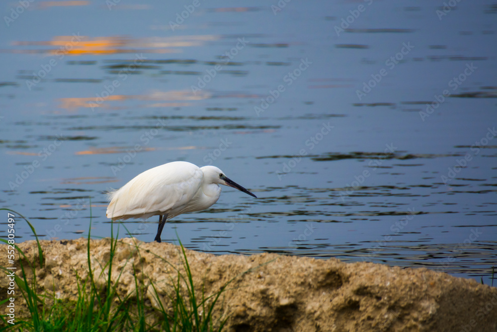 Obraz premium Little egret in the beach of Tisza river in Szeged