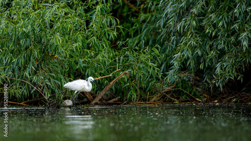 A little Egret is fishing in the Danube Delta