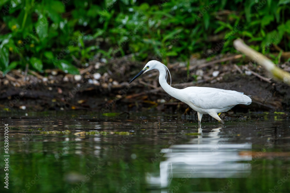 A little Egret is fishing in the Danube Delta A little Egret is fishing in the Danube Delta