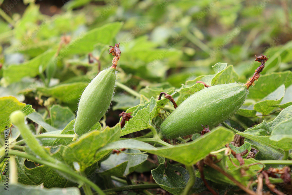 pointed gourd on tree in farm pointed gourd on tree in farm