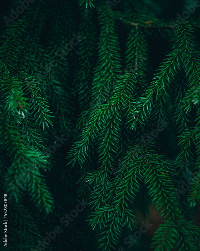 green fern background