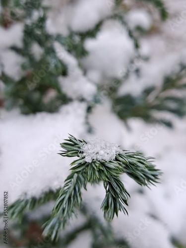 Snowy fir tree leaves with ice crystals in the Korean garden 