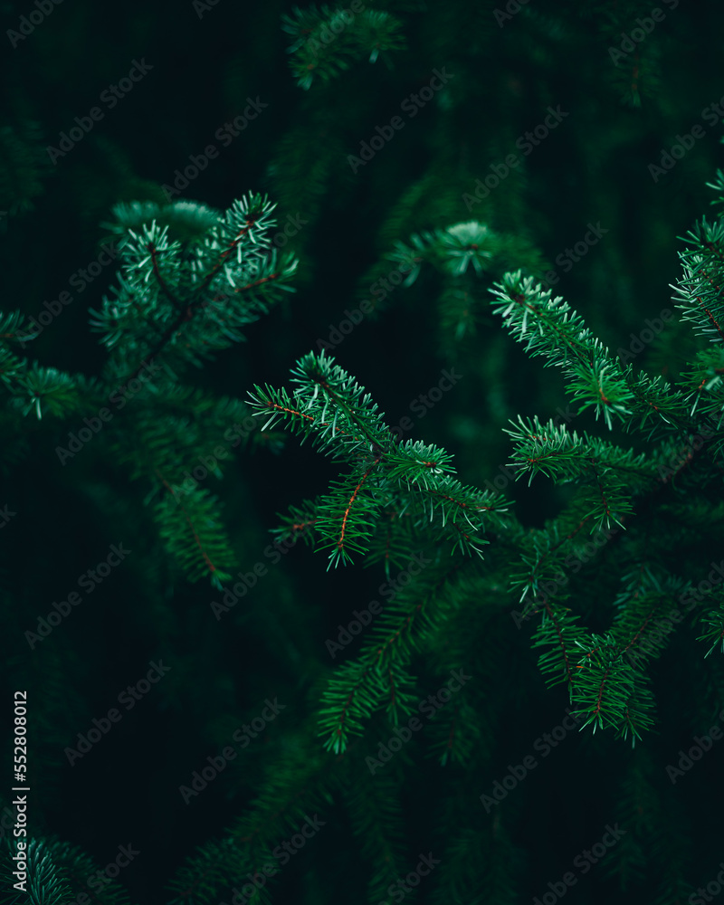green fern in the snow