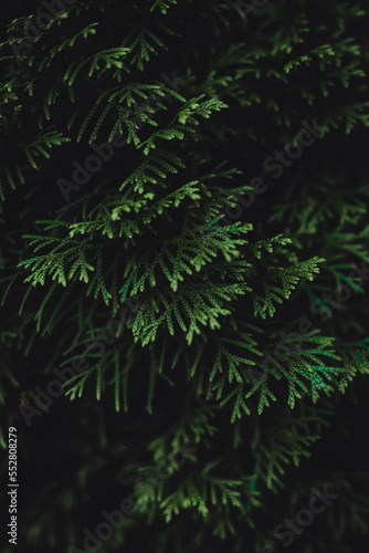 green fern in the sun © justatony