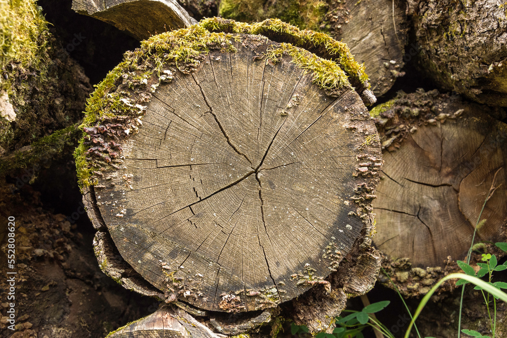 Wood logs texture for background, wallpaper
Wood logs texture for background, wallpaper