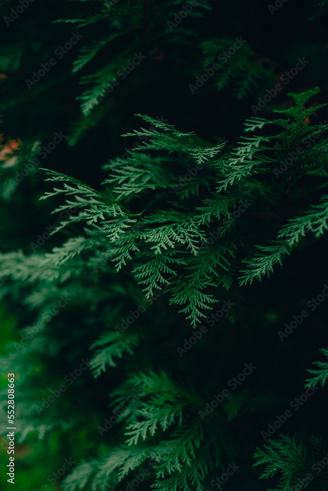 green fern in the night