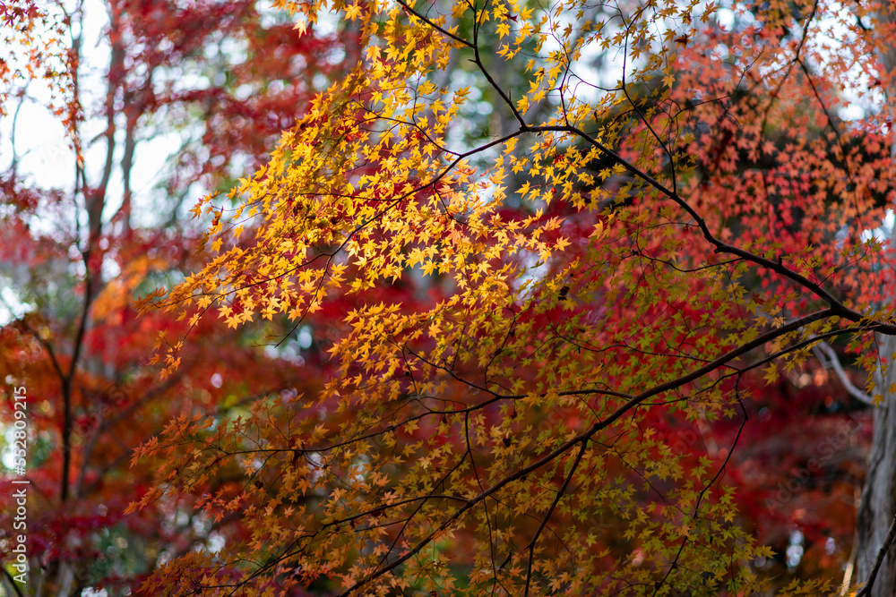 秋の森の散歩