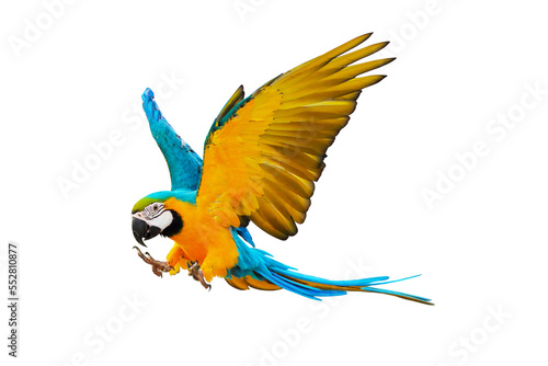 Colorful Blue and gold macaw parrot isolated on transparent background png file