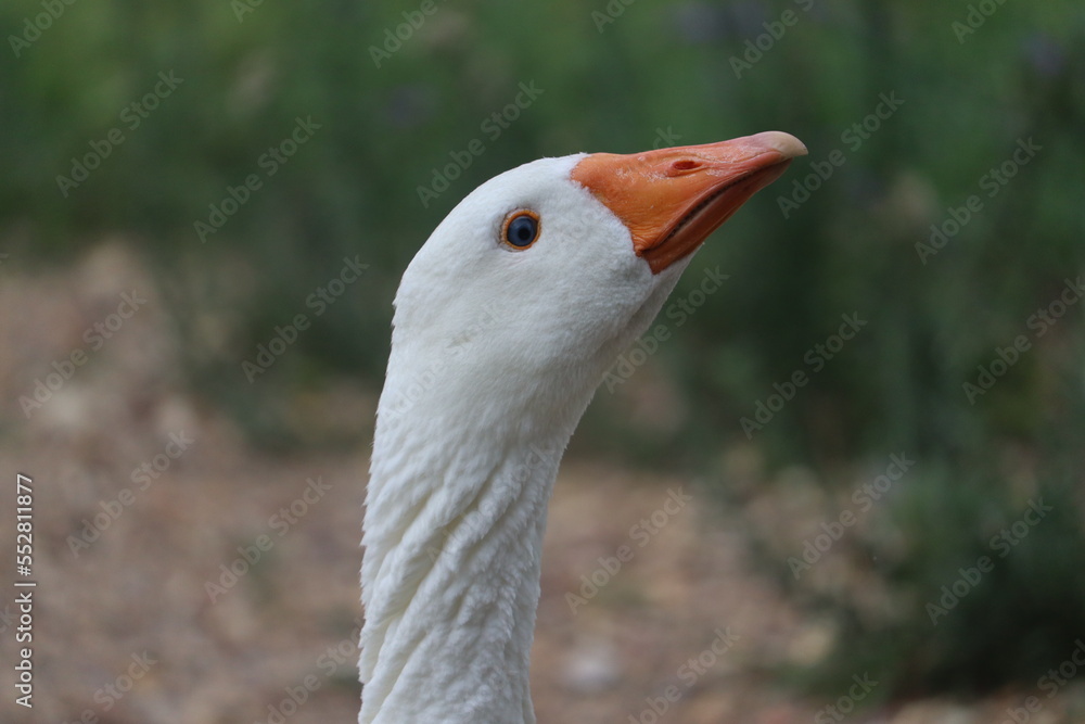 portrait of a goose