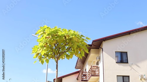 Catalpa bignonioides Aurea with yellow crown leaves on blue sky and house. Sunny autumn street, wind.