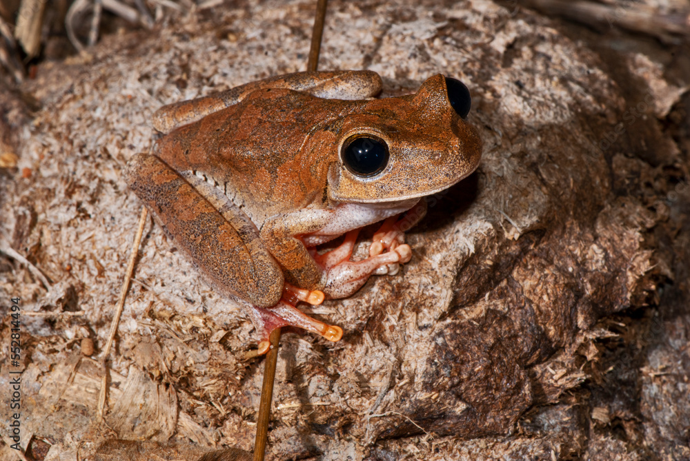 Pererecaolhosdeesmeralda (Boana crepitans) Emeraldeyed Tree Frog