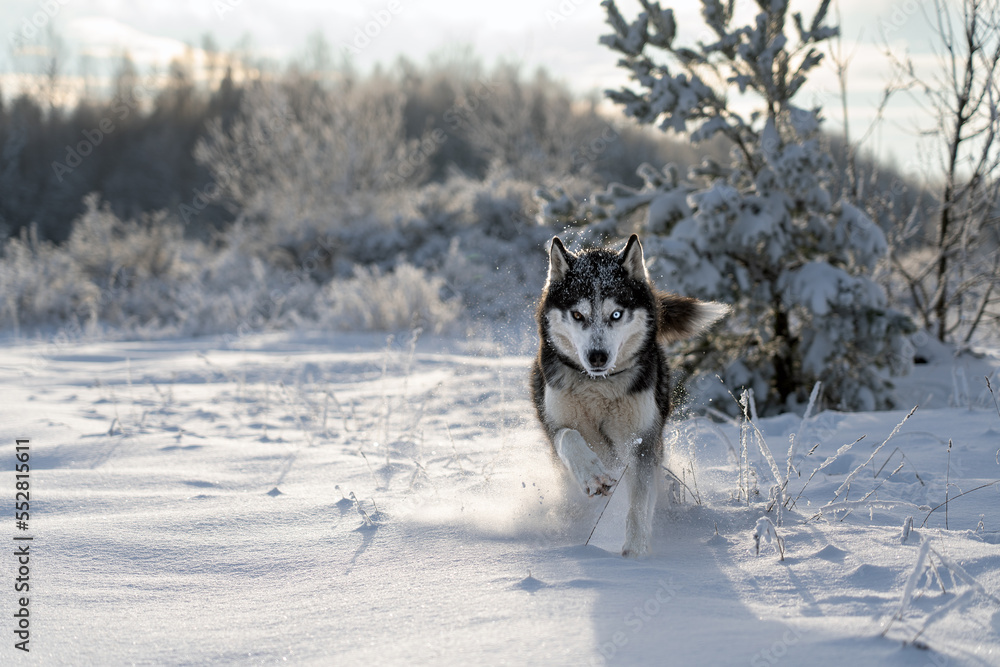 A beautiful dog of the Siberian Husky breed runs through the snow in nature. A beautiful dog of the Siberian Husky breed runs through the snow in nature.