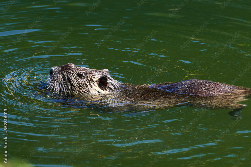 Nutria swimming in a river downtown Strasbourg Nutria swimming in a river downtown Strasbourg