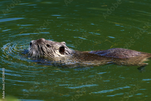 Nutria swimming in a river downtown Strasbourg