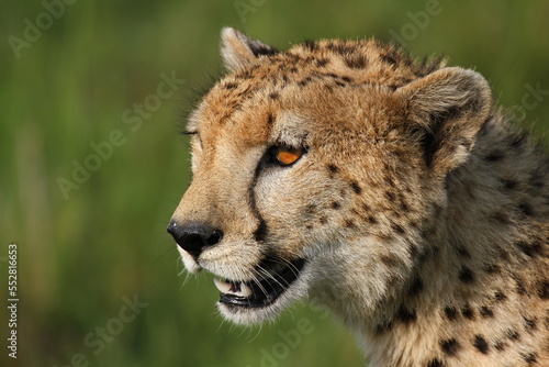 Cheetah female closeup with moutn open, lookingro the right
