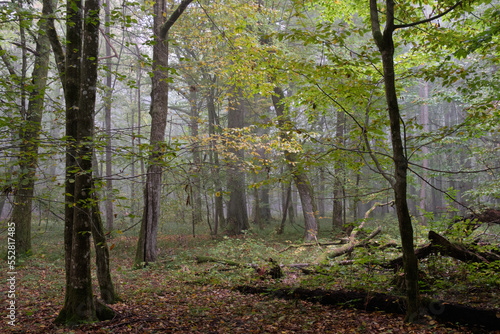 Misty morning in autumnal forest © Aleksander Bolbot