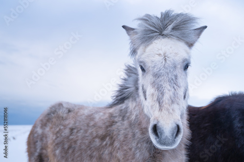 Horses in Iceland. Wild horses in a group. Horses on the Westfjord in Iceland. Composition with wild animals. Travel image