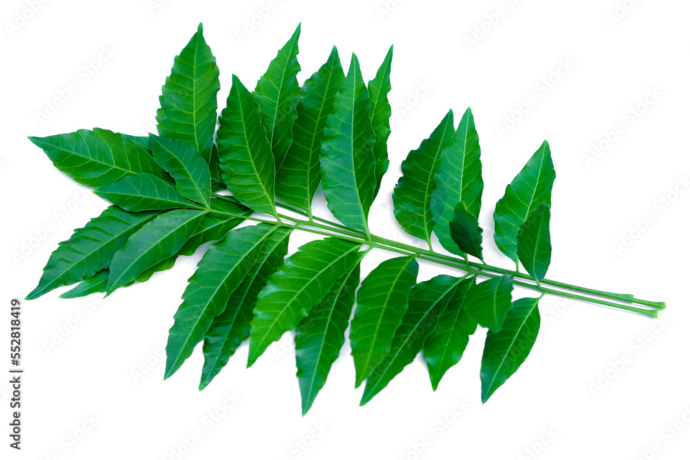 Fresh organic green herbal neem or azadirachta indica leaves on branch