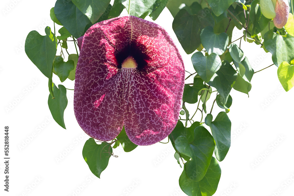 Purple flower of Brazillian Dutchman's Pipe, Duck Flower, Giant