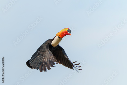 The toco toucan (Ramphastos toco), also known as the common toucan or giant toucan, flying in the North part of the Pantanal in Brazil © henk bogaard