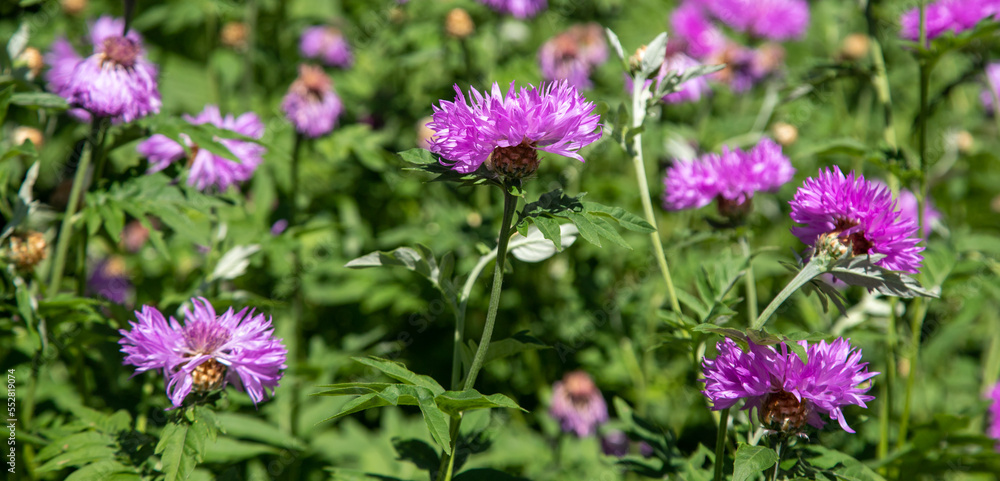 Bright wild flowers in the field of nature. Bright wild flowers in the field of nature.