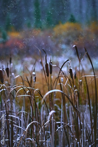 reeds at sunset