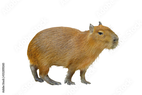 Capybara isolated on transparent background.