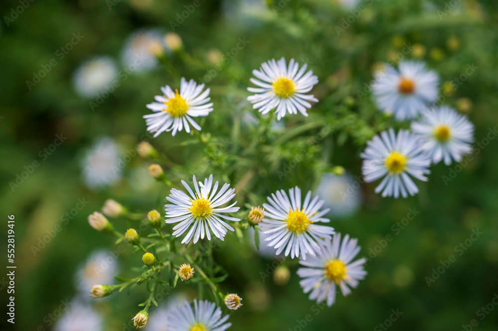 White yellow blooming flowers of Symphyotrichum dumosum plant