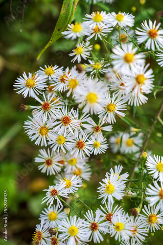 White yellow blooming flowers of Symphyotrichum dumosum plant