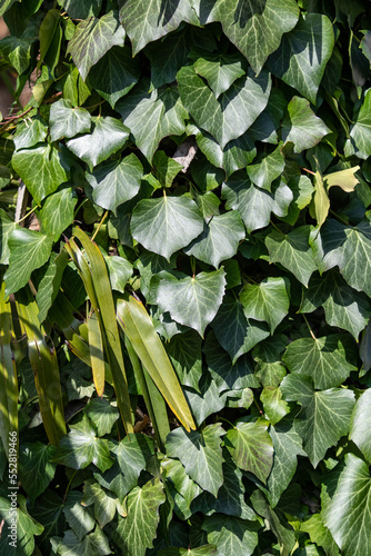 A green tropical ficus leaves on a sunny day.