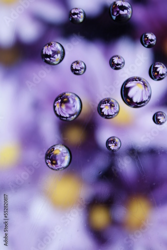 Gotas de agua y aceite esfèricas transparentes con flores de Margaritas color violeta dentro de las ellas por reflexiòn, forman un hermoso diseño abstracto con fondo florido en Bokeh
